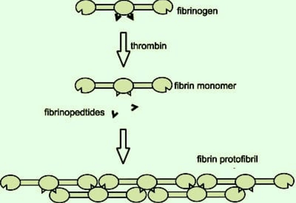 Diagram-Illustrating-Formation-of-Fibrin