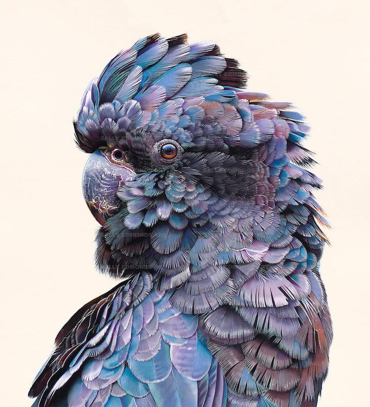 Pastel Bird Portraits by Sally Edmonds